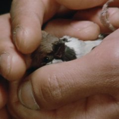 Jigoku no Okite Japanese Drama photo