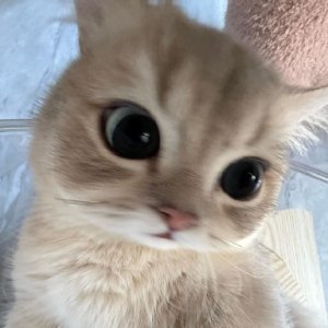 Munchkin