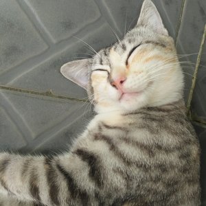 Kamisama no Boto  (2013)