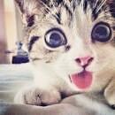 Kittylovesdramas