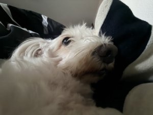 Lilys_watching