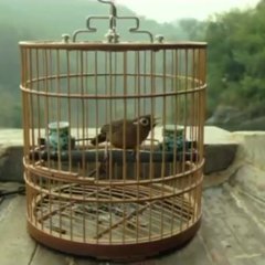 The Nightingale Chinese Movie photo