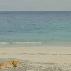 Glasses Japanese Movie(2007) photo