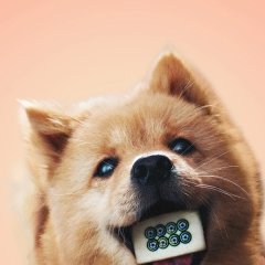 Hachiko Chinese Movie photo