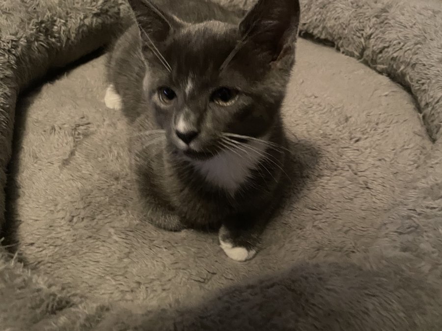 meet George