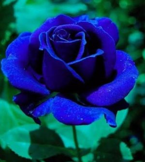 Ms Blue Rose