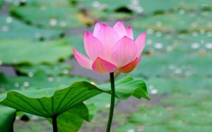 May_flower