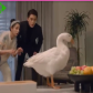 Goose- The trusty wingman.