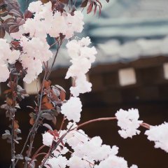 Beginning of Summer Chinese Movie photo