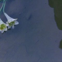 Distance Japanese Movie(2001) photo