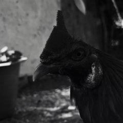 Hinakdal Philippines Movie photo