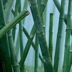 House of Flying Daggers Chinese Movie photo