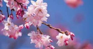 Cherry Blossom 05