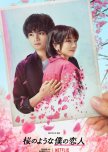 Love Like the Falling Petals japanese drama review