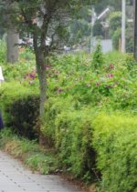 Ririka of the Star Japanese Movie photo