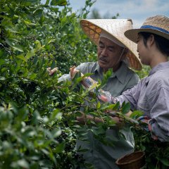 Let's Make Blueberry Jam Japanese Movie photo