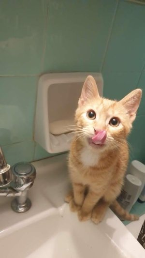 Antigoni Koutsonikola