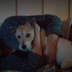 Leo's Return Japanese Movie photo