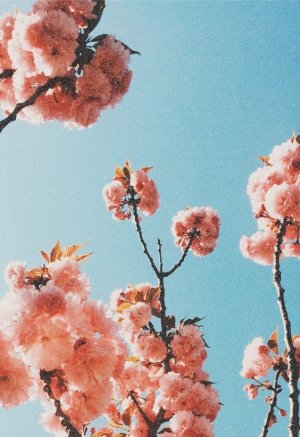 flowermist