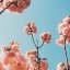 flowermist