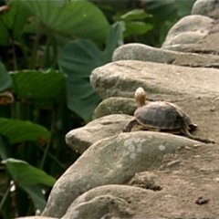 A Summer at Grandpa's Taiwanese Movie photo