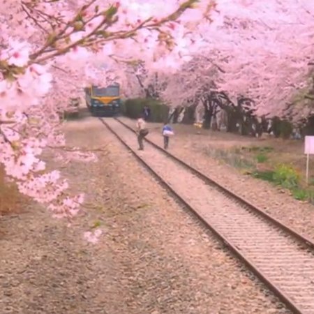 Spring Waltz (2006)