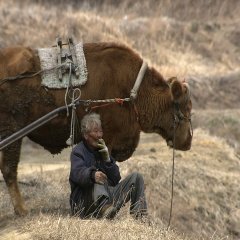 Old Partner Korean Movie photo