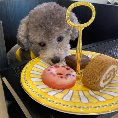 Petkage Korean TV Program photo