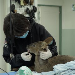 Sanctuary Korean Movie(2022) photo