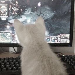 ysinha 