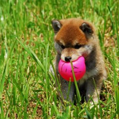 A Tale of Mari and Three Puppies Japanese Movie photo