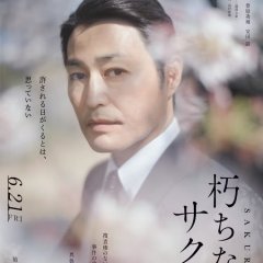 Sakura Japanese Movie(2024) photo