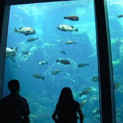 A Song I Remember Japanese Movie photo