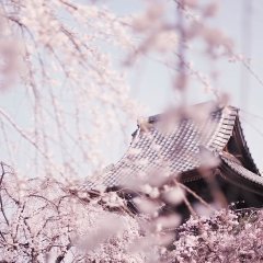 Ramen Shop Japanese Movie photo