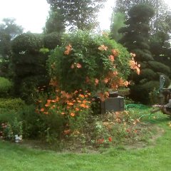 All about Lily Chou Chou Japanese Movie photo