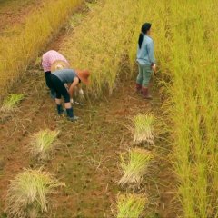 Rice People Korean Movie photo