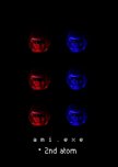 ami. exe - 2nd atom