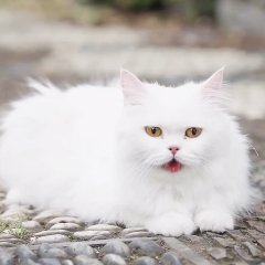 A Search through Nine Lifetimes Chinese Drama photo