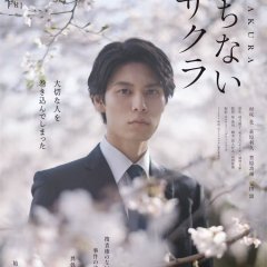 Sakura Japanese Movie(2024) photo