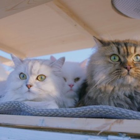 The Journey of 12 Cats (2019)