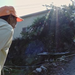 Taste of Wild Tomato Taiwanese Movie photo