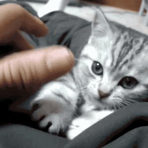 Kamisama no Boto  (2013)