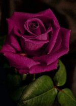 Love in Time Hong Kong Drama photo