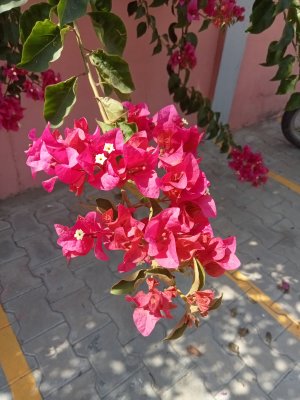 May