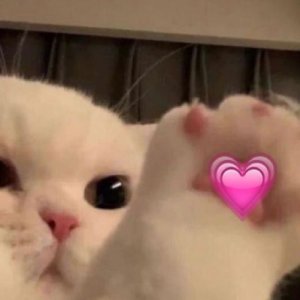 Tas