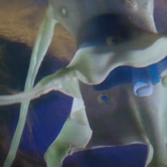 Dogora Japanese Movie photo