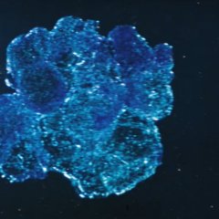 Dogora Japanese Movie photo