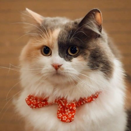 Tabi to Boku to Neko (2026)