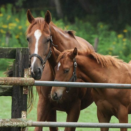 Passing the Reins (2025)