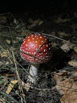 Shroomer